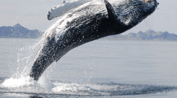A Bitcoin whale has made a transaction. A review by a Bitcoin mixer: mixero.money
