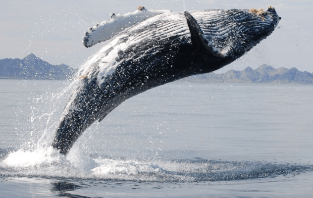 A Bitcoin whale has made a transaction. A review by a Bitcoin mixer: mixero.money
